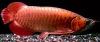 Healthy Red Dragon Arowana fish 828 356-5989