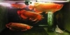 Healthy High Back Red Tail Golden Arowana For Sale 828 356-5989